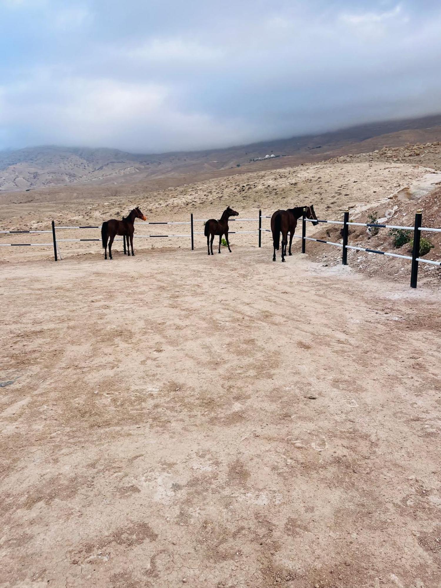 Bed and Breakfast Petra Royal Ranch Wadi Musa Exterior foto